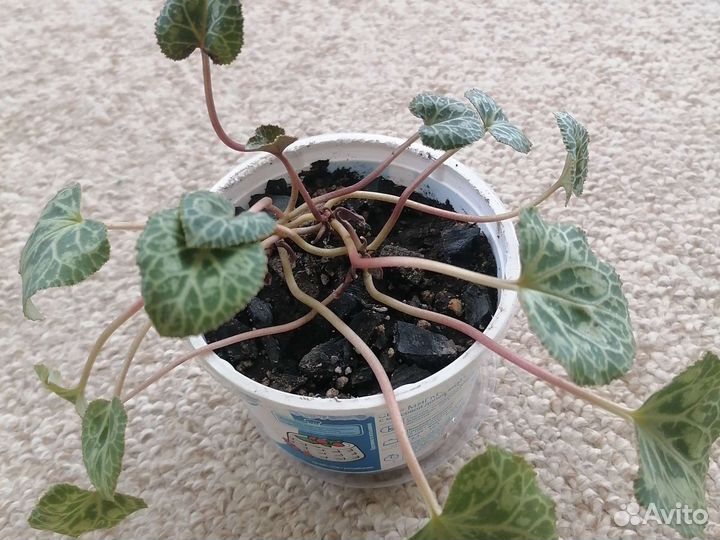 Комнатные цветы