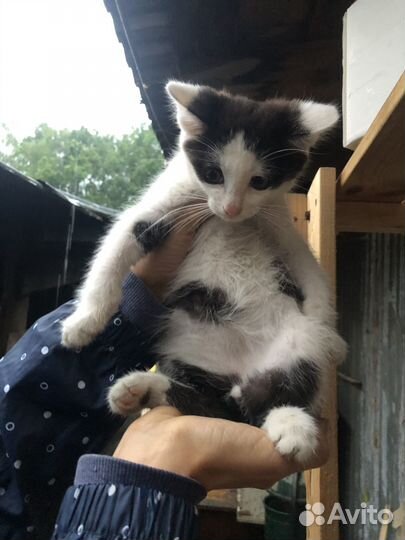 Котёнок кот Пирожок (Рон) в добрые руки