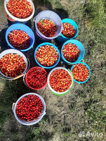 Компот из черешни