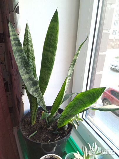 Сансевиерия щучий хвост растение