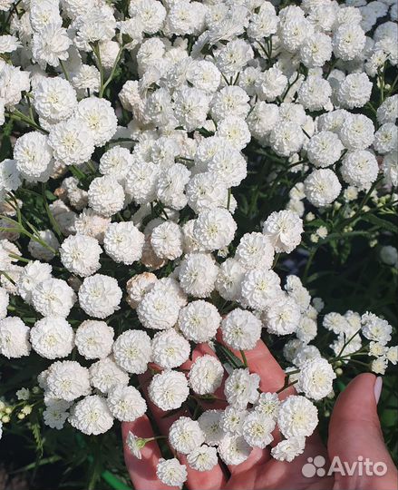 Физостегия