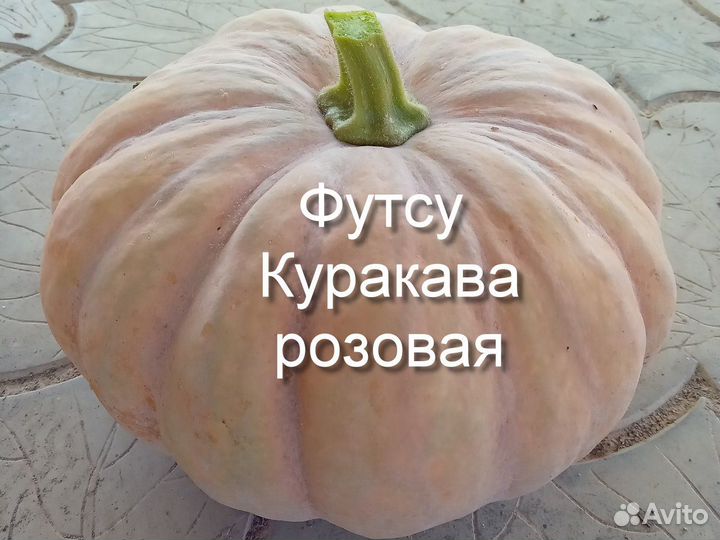 Тыква Футсу Курокава черная и розовая