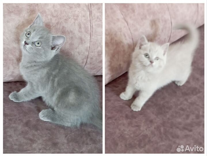 Британская