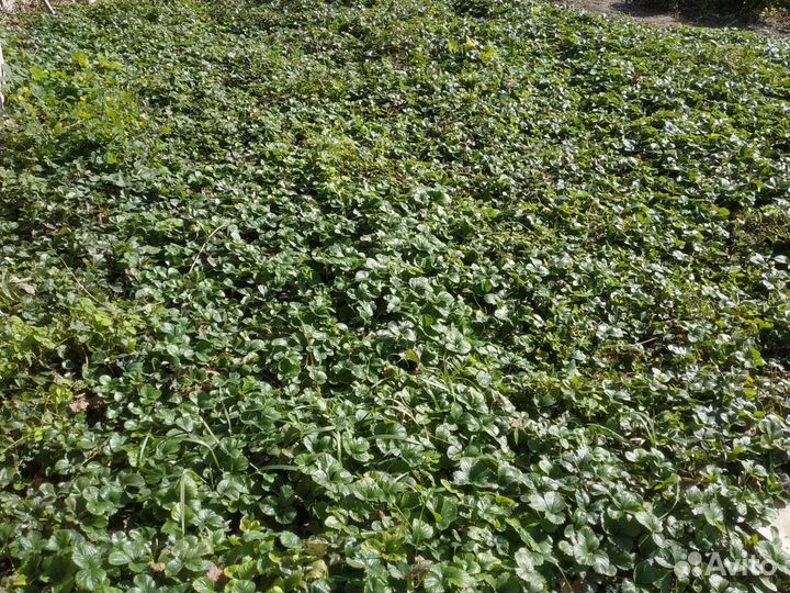 Саженцы клубники