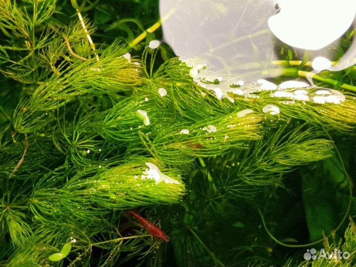 Аквариумные растения