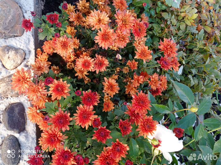 Хризантемы мультифлора