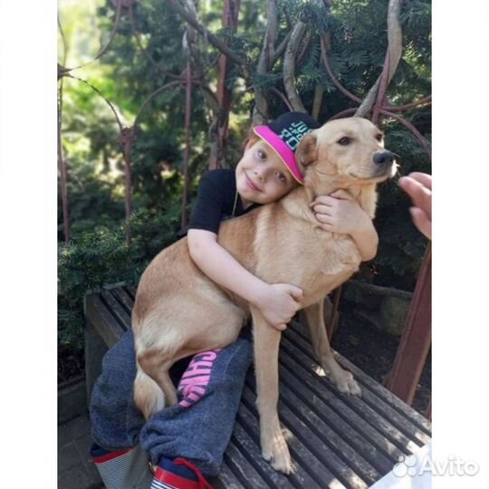 Собака молодая стерильная