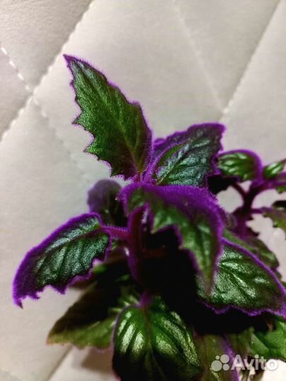 Гинура или синяя птица (комнатные цветы)