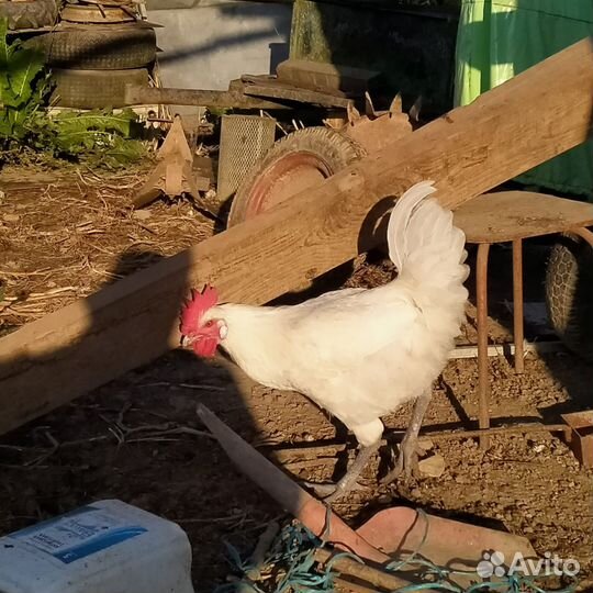 Молодые петухи