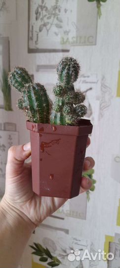 Кактус