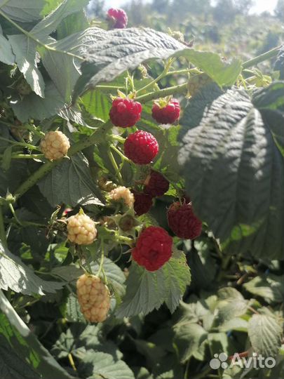 Саженцы ремонтантной малины