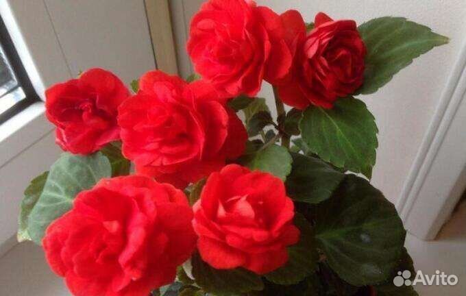 Укоренные черенки бальзаминоа