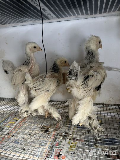 Цыплята брама Колумбийская