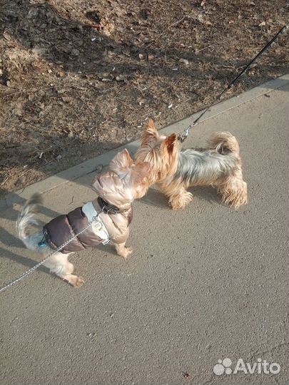 Кобель вязка йорк