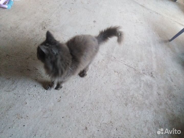 Кошка породистая