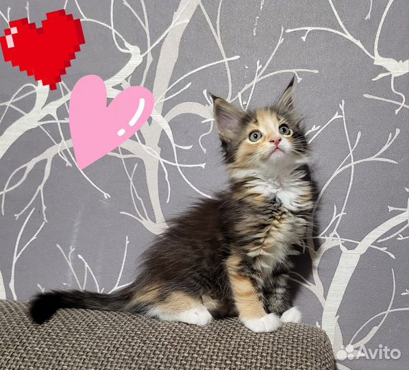 Котёнок мейн кун