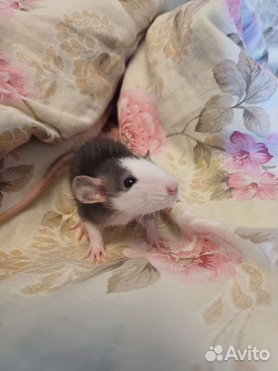 Крысята дамбо