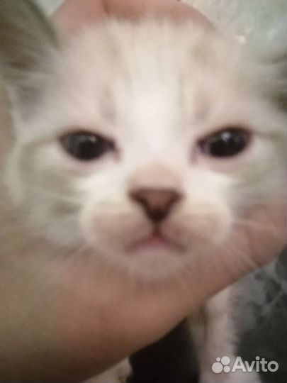 Сиамские кошки