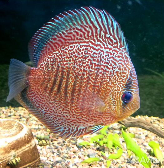 Дискусы взрослые (эрапшены и туркисы)