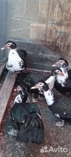 Мускусные утки тяжелые линии