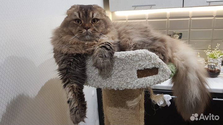 Шотландский кот вязка