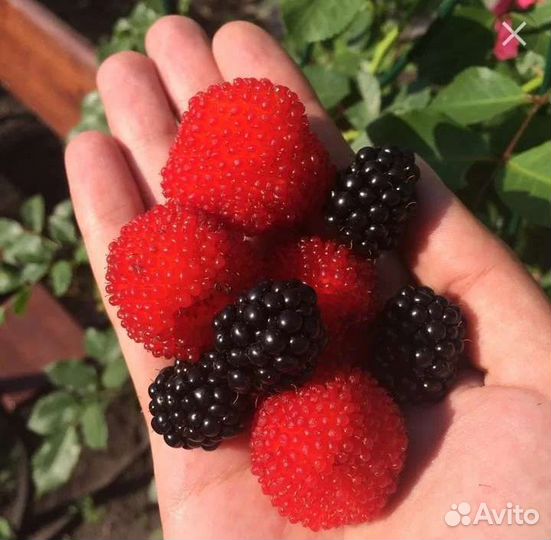 Тибетская малина саженцы