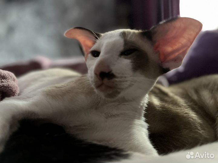 Ориентальная котенок