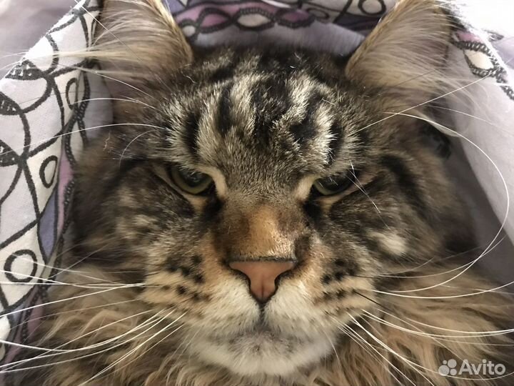 Мейн-кун вязка