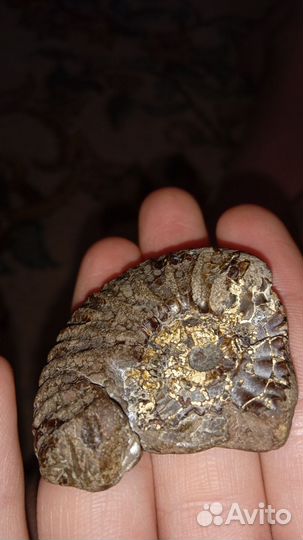 Аммонит