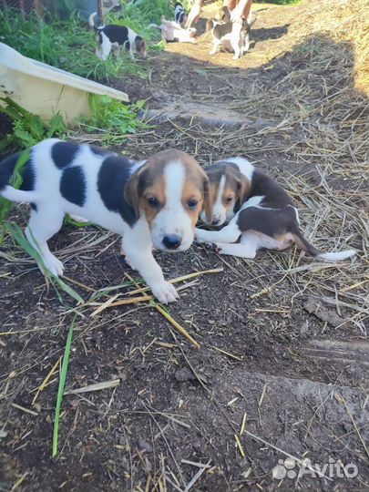 Щенки русской пегой гончей
