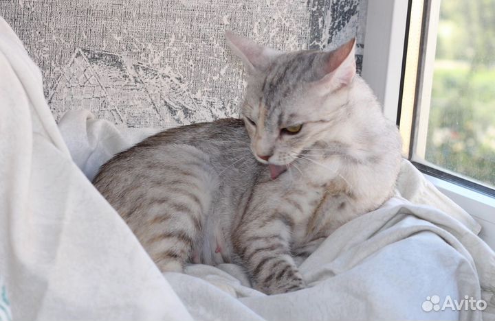 Шикарная кошка