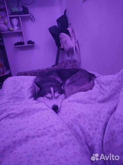 Собаки бесплатно хаски