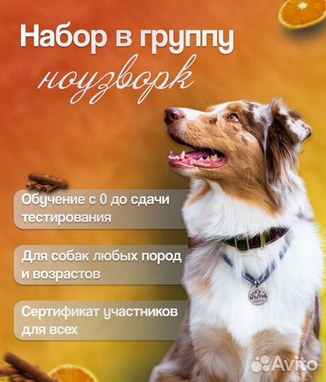 Ноузворк в группе с нуля (зал Woof)