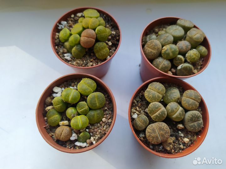 Комнатные домашние растения