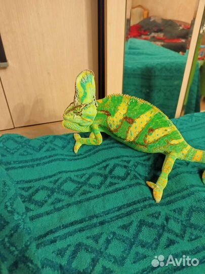 Йеменский Хамелеон