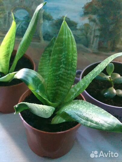 Сансевиерия ханни щучий хвост