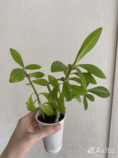 Синадениум