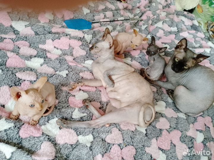 Канадский сфинкс