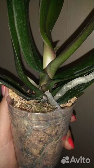 Орхидея фаленопсис Sogo Very Maple