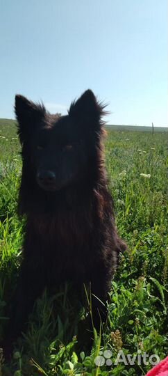 Венгерские пастушки