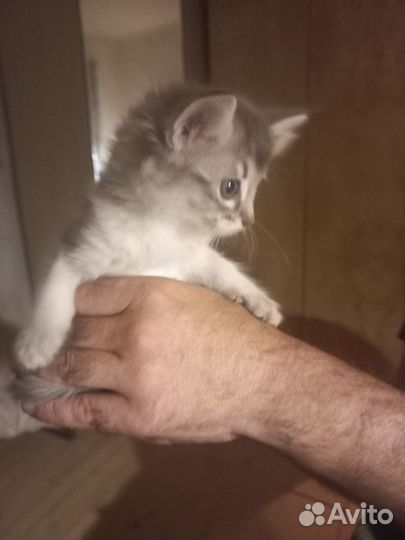 Сомалийские котята
