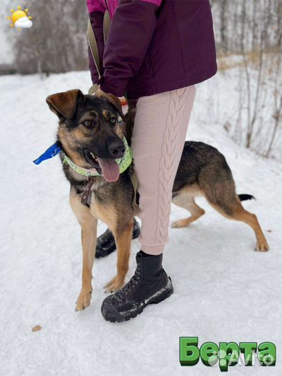 Собачка из приюта