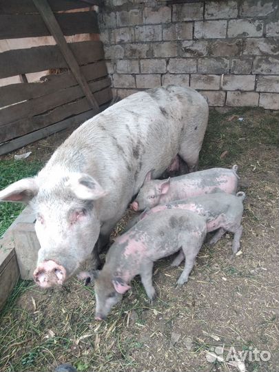 Кабаны и матки