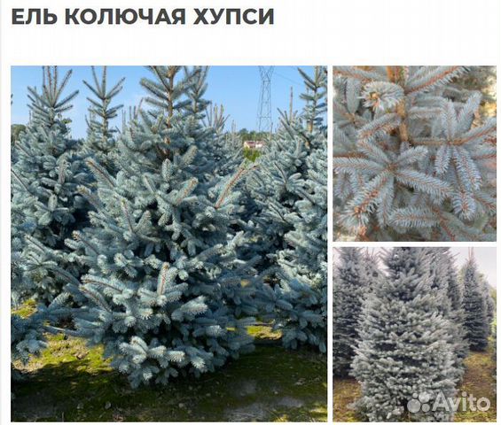 Ель голубая, обыкновенная, коника, хупси купить в Голицыно | Товары для ...