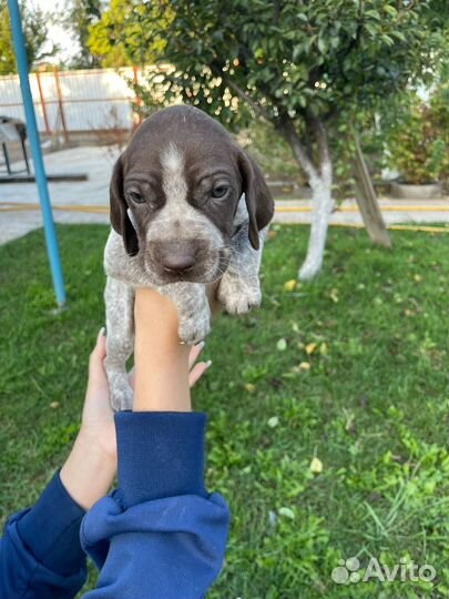 Собаки щенки курцхаар