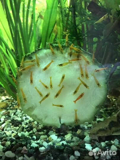 Креветки, раки,улитки, растения,мхи