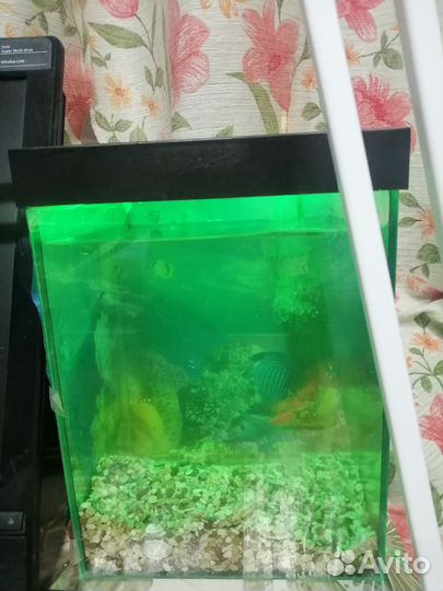 Аквариум