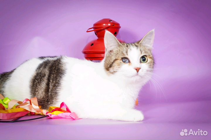 Особенная кошечка Палитра (1 год)