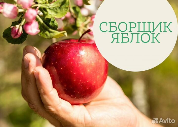 Сбор яблок/Вахта от 30 смен