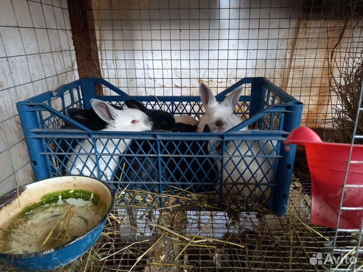 Калифорнийские кролики и фландр